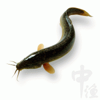 江西台湾一号泥鳅鱼苗价格 