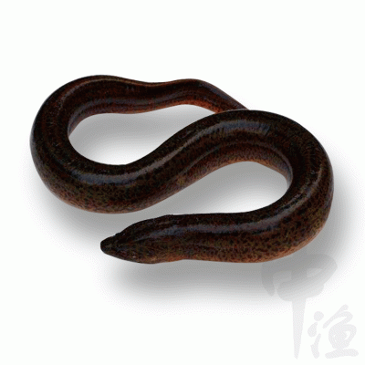 广州黄鳝鱼苗批发 