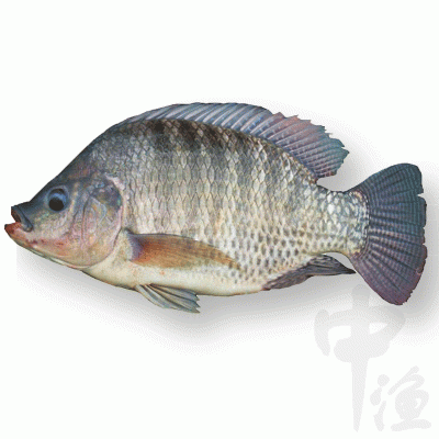 罗非鱼鱼苗价格 