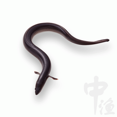 广州鳗鱼鱼苗批发 