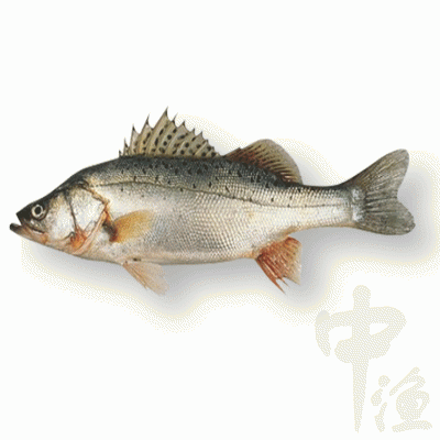 加州鲈鱼鱼苗价格 