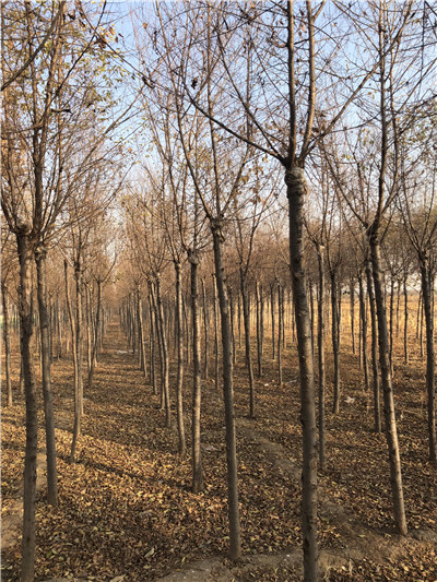 河北金叶榆基地