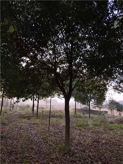 50-100公分多杆骨架香樟基地