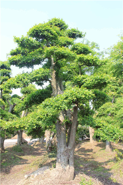 湖南12-30公分榔榆种植基地