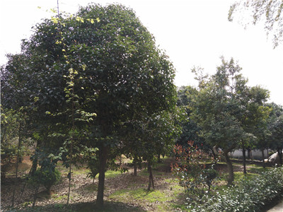 湖南香橼批发价格