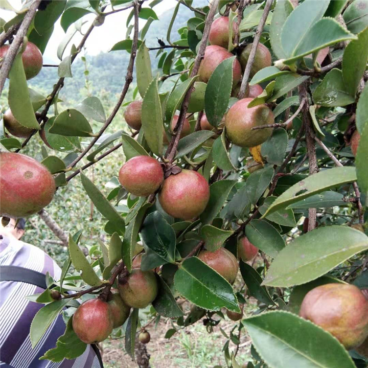 广西山茶油哪里好