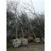 菏泽市10公分红冠红枫多少钱