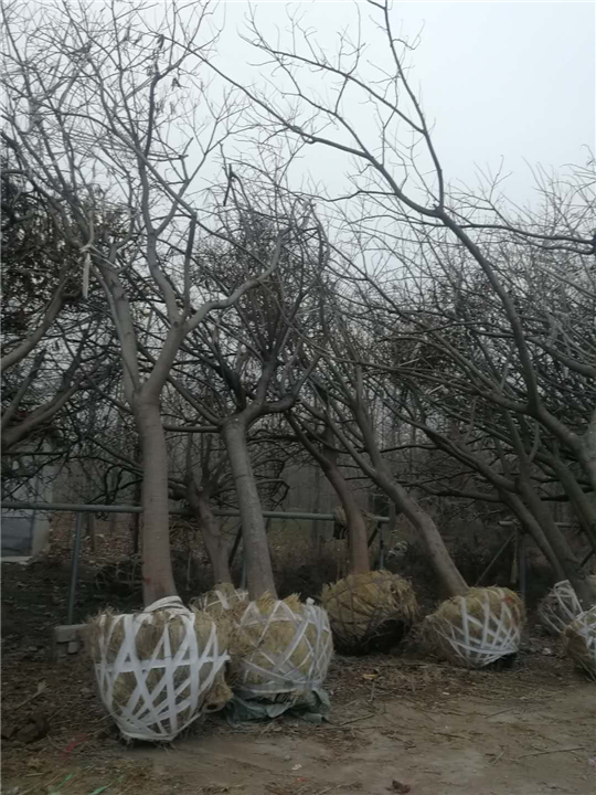 菏泽市10公分红冠红枫多少钱