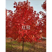 山东10公分红冠红枫种植基地 
