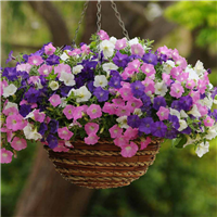 浙江矮牵牛花价格