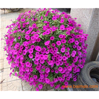 北京矮牵牛花盆景供应