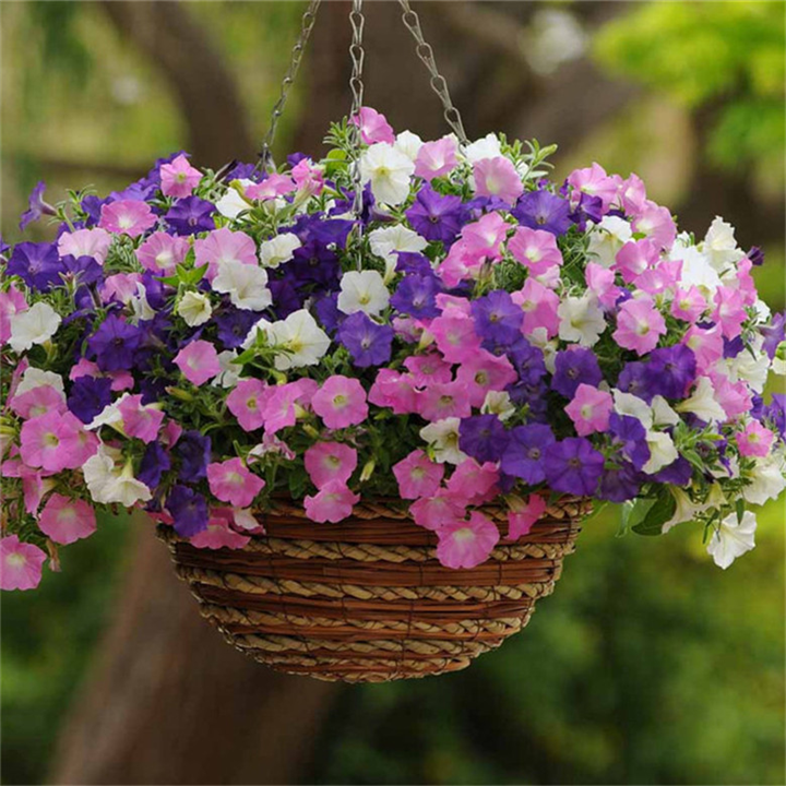 浙江矮牵牛花价格