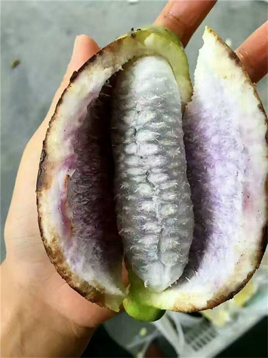 福建八月瓜供应商