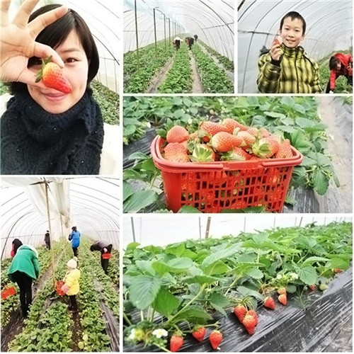 黑龙江草莓种植基地