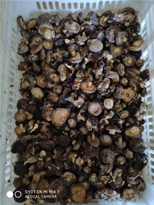 承德食用菌养殖销售 