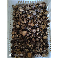 承德食用菌养殖公司