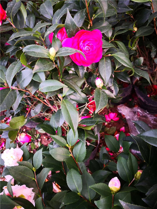 沭阳茶花苗价钱