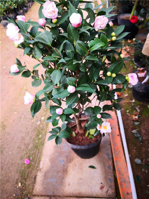 沭阳茶花苗供应