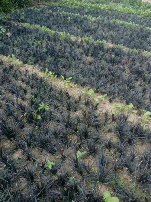 沭阳日本黑麦冬种植园