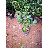 淮安茶花苗种植基地
