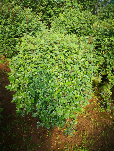月季造型球种植