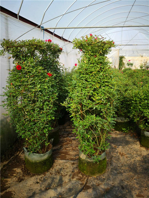 花瓶月季造型批发