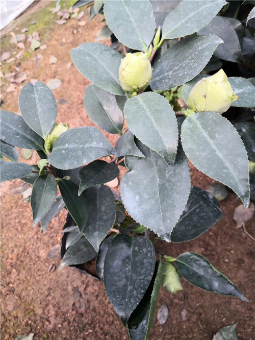 沭阳茶花苗价格