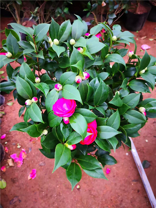 沭阳茶花苗批发