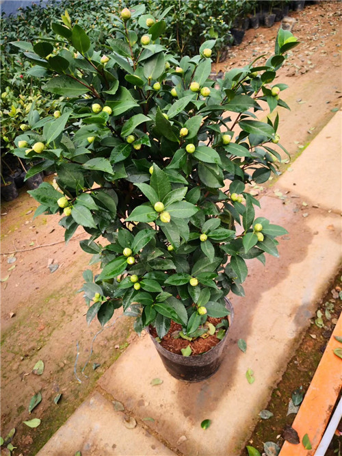 徐州茶花苗供应