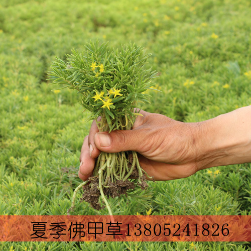 沭阳地被植物批发