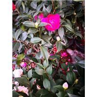 沭阳茶花苗价钱