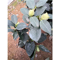 沭阳茶花苗价格