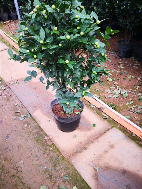 连云港茶花苗种植园