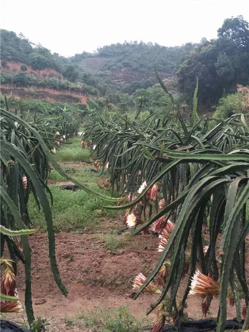 广州从化区火龙果采摘园基地