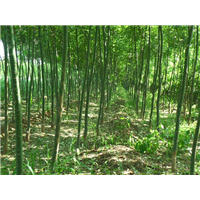 湖南1公分到10公分国槐苗种植园