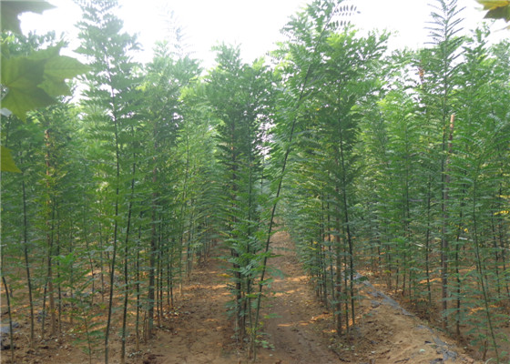 山西一公分到10公分国槐苗种植园