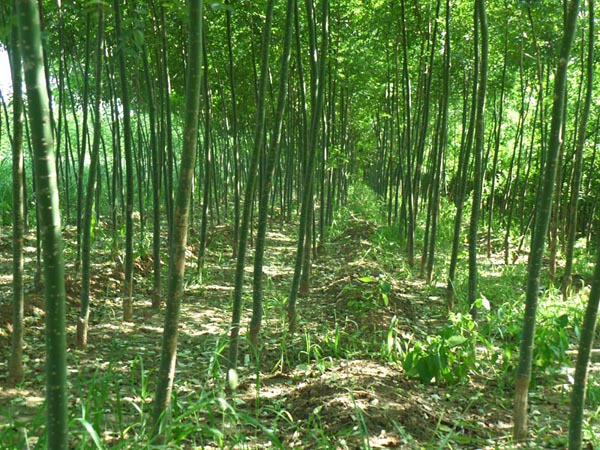 湖南1公分到10公分国槐苗种植园