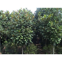 南充市广玉兰种植基地