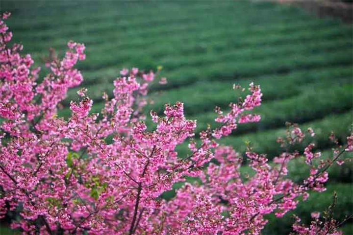 广西樱花苗_广西樱花树培训基地 