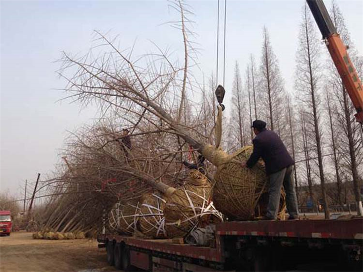 重庆银杏苗_重庆银杏苗多少钱一棵？ 