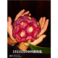 布福娜果实