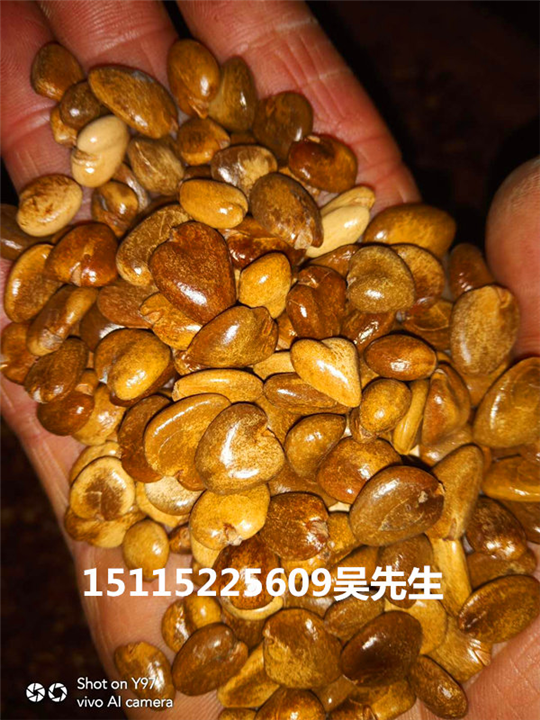 黑老虎种子 