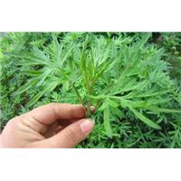 江苏艾草种子价格