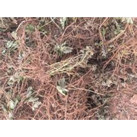 江苏艾草种子批发