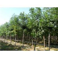 山西白蜡树批发价格