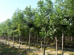 山西白蜡树批发价格