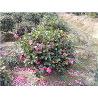 茶梅基地直销 