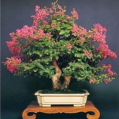花草盆景