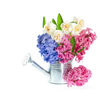 鲜花