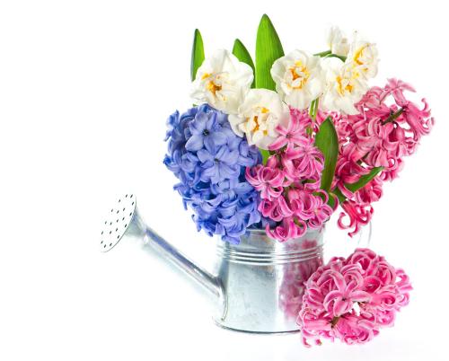 鲜花